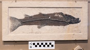 Media type: image;   Vertebrate Paleontology VPF-5350 Description: Photograph of the skeleton in right lateral view of MCZ VPF-5350. On exhibit in the HMNH Romer Hall.;  Aspect: lateral